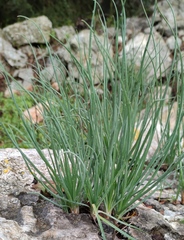 Asphodeline brevicaulis