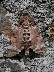 Pseudosphinx tetrio