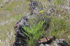 Lomatium grayi grayi
