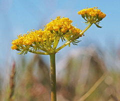Lomatium grayi grayi
