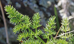 Lomatium grayi grayi