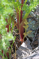 Lomatium grayi grayi
