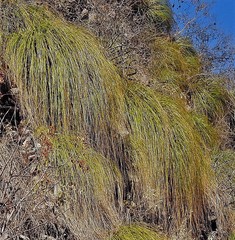 Cortaderia hieronymi