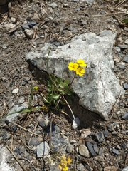 Draba hispida