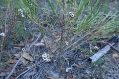 Ixodia achillaeoides