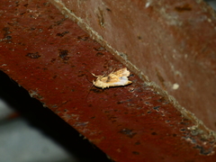 Spodoptera cosmioides