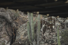 Isolatocereus dumortieri