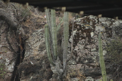 Isolatocereus dumortieri