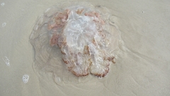 Rhopilema verrilli
