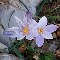Crocus cambessedesii