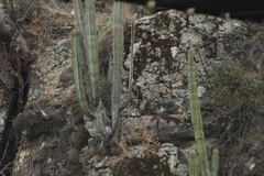 Isolatocereus dumortieri