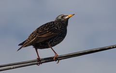 Sturnus vulgaris