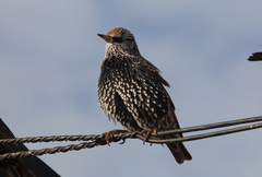 Sturnus vulgaris