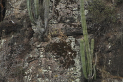 Lophocereus marginatus