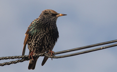 Sturnus vulgaris