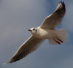 Chroicocephalus ridibundus