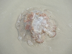 Rhopilema verrilli