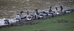 Branta bernicla