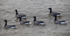 Branta bernicla
