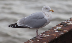 Larus argentatus