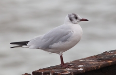 Chroicocephalus ridibundus