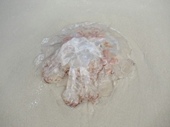 Rhopilema verrilli