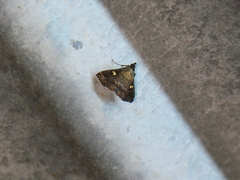 Phlyctaina irrigualis