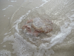 Rhopilema verrilli