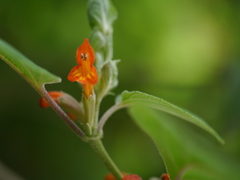 Colquhounia coccinea