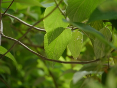 Colquhounia coccinea