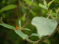 Colquhounia coccinea