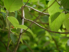 Colquhounia coccinea