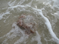 Rhopilema verrilli