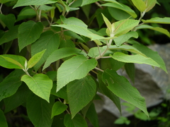 Colquhounia coccinea