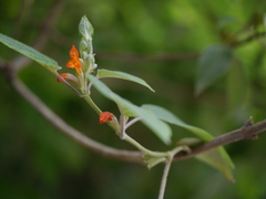 Colquhounia coccinea