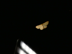 Leptostales terminata