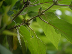 Colquhounia coccinea