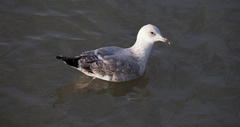 Larus argentatus