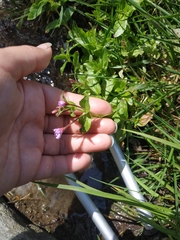 Epilobium algidum