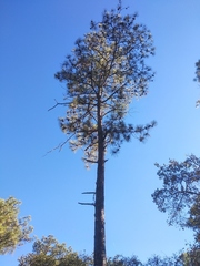 Pinus teocote