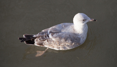 Larus argentatus