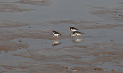 Haematopus ostralegus