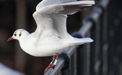 Chroicocephalus ridibundus