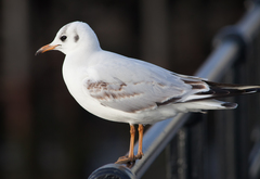 Chroicocephalus ridibundus