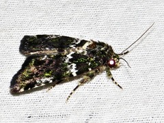 Iambia melanochlora