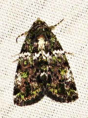 Iambia melanochlora