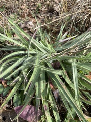 Tradescantia tharpii