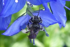 Andrena viridescens