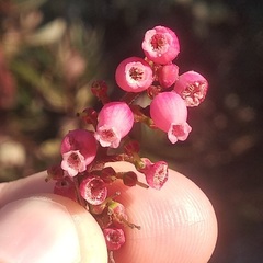 Comarostaphylis