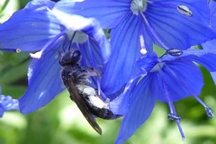 Andrena viridescens